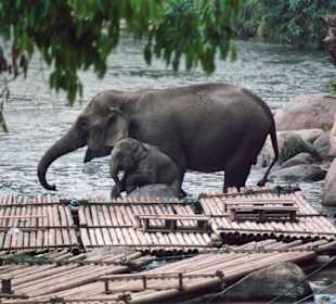 Babyelefant mit Mutter im Elefantencamp nördlich von Chiang