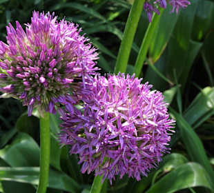 Spaziergang durch den Berggarten Hannover