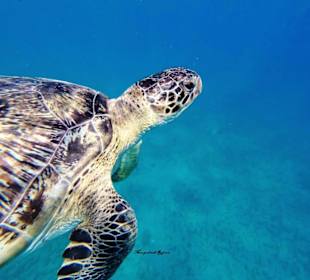 Marsa Alam schnorcheln Schildkröten