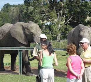 Knynsa Elephant Park