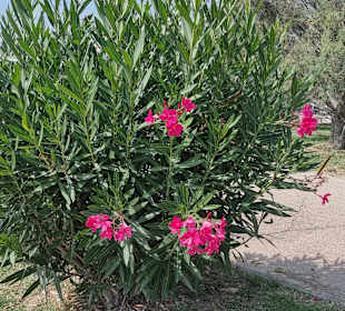 Am Radweg schöne Blumen