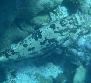 Riesenzackenbarsch am Hausriff Hotel Sol Y Mar Dar El Medina