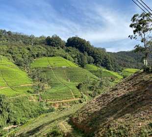 Tea Plantation 