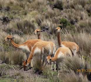 Stadtrundgang Riobamba