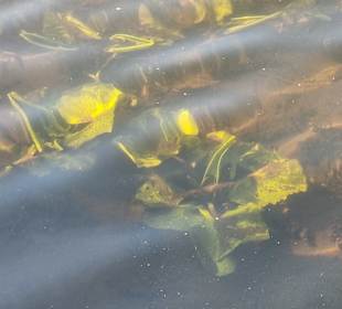 Wasserpflanzen 