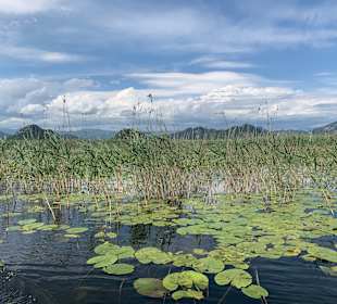Impressionen von der Bootsfahrt am  Skadarsee