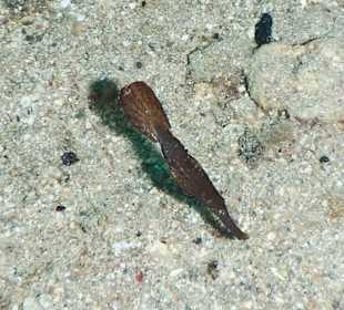 Seegras-Geisterpfeifenfisch