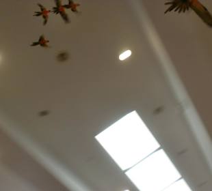 Loro Show im Loro Parque