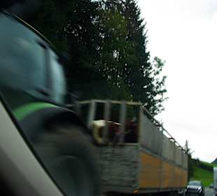 September wird das Vieh runter geholt