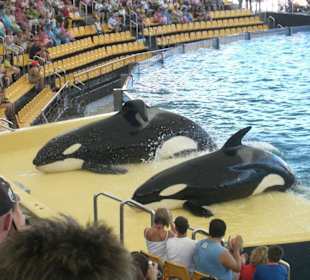 Orca-Show