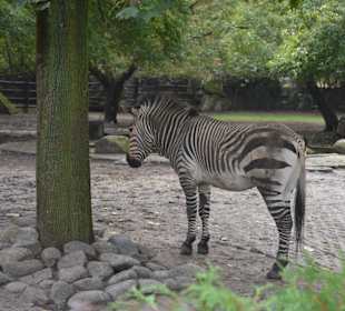 Zoo
