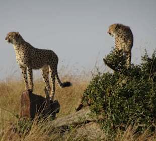 Geparden der Masai Mara