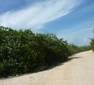 Punta Allen