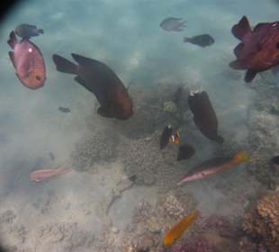 Schnorcheln beim Beach Albatros