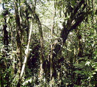 Nationalpark Cerro Cl Copey  Bewaldung und Bewuchs