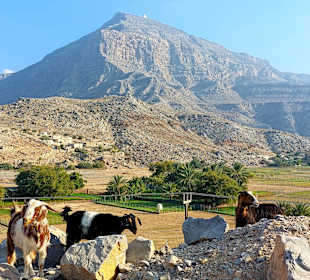 Ausflug Jebel Harim
