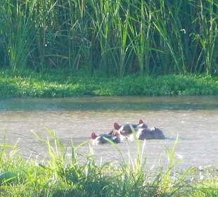 Hippos im Tsavo West