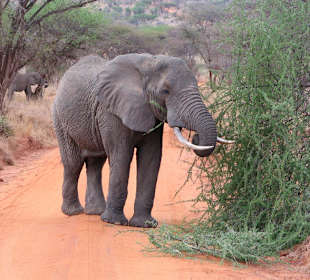 Elefant