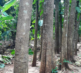 Maganga Spice Farm