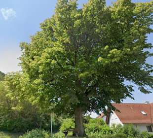 Schillerlinde Unterhausen