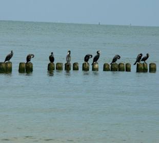 Strand/Meer Bansin Richtung Ückeritz