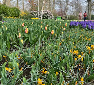 Keukenhof Holland