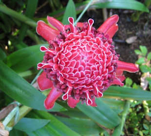 Eine schöne Blüte auf der Orchideenfarm.