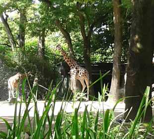 Giraffen