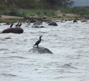 Inselrundfahrt Insel Poel