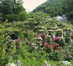 im botanischen Garten
