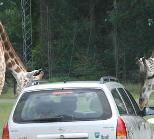 Serengeti Park Hodenhagen