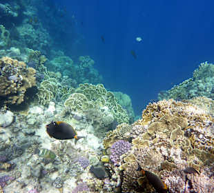 Schnorcheln Marsa Alam