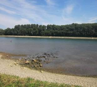 Am Rhein in Germersheim Niedrigwasser