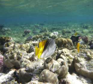 Schnorcheln Marsa Alam