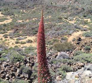 Parque Nacional del Teide