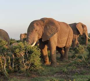 Elefanten bei Sundowner-Tour