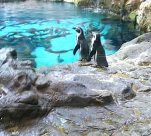 Ausflüge. Loro Park