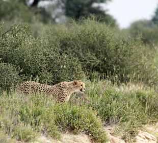 Gepard, Bereich Poölentswa