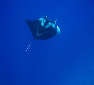 Mantarochen auf der Durchreise