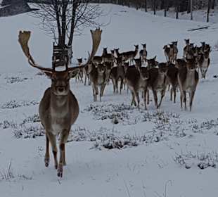 Wildgehege am Katzenbach