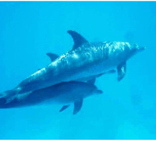 Delfinschwimmen in Hurghada - Rotes Meer
