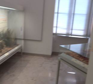 Staatliches Naturkunde Museum