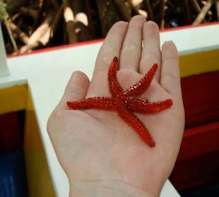 Bootstour durch die Mangrovensümpfe