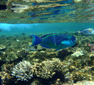 Buckelkopf - Papagaifisch