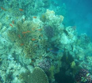 Hausriff Arabia Azur