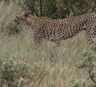 Gepard 