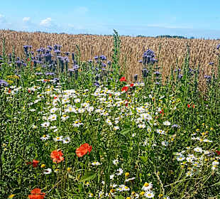 Wandern Binz auf Rügen