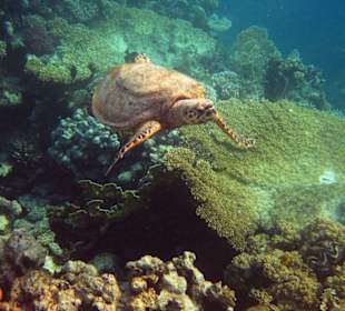 Wasserschildkröte an der schwarzen Boje...