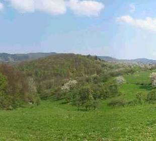 Kirschblüte in der Rühler Schweiz