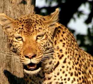 Leopard mit Riss